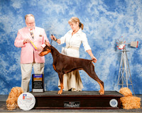 Doberman Pinscher #14 Sat BOB Zimmerman Hillary and Jaqueline and Alan Wendt Agent Linda George Judge Clyde Shaw