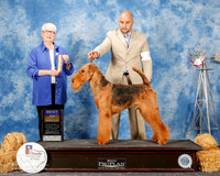 Airedale Terrier #5 Sat BOB Scott Carol and Melinda Loshak Judge Kathleen Grosso