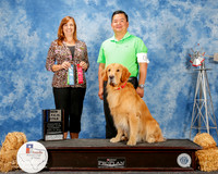 Golden Retriever #8 Sat NT OTCH Chen Richard Judge Cathleen Caballero