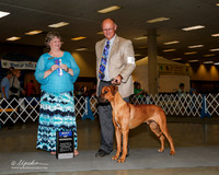 Rhodesian Ridgeback #7 Sat BOW Martin Thomas and Loretta Judge Karen Arends