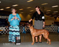 Rhodesian Ridgeback #8 Sat NC BOS Stroede Alisha and Kenny and Patty Olney Judge Karen Arends