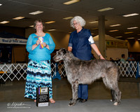 Scottish Deerhound #5 Sat BOB Shaw Ben and Judy Judge Karen Arends