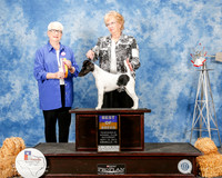 Smooth Fox Terrier #8 Sat BOB Hall Rus and Gracia Judge Kathleen Grosso