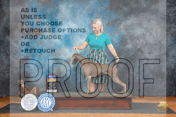 Weimaraner #6 Fri BOB__JP_7127_MARSHALL_2024_HR3