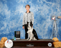 Border Collie #28 Sat 1st Ut A Barton Joanne Judge Cathleen Caballero