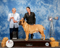 Bullmastiff #10 Sat OG G2 Bellamy David and Donna Mullins Judge Vincent Grosso