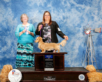 Dachsund #7 Sat BOW Sklannka Pamela Judge Karen Arends