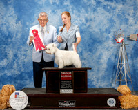 West Highland White Terrier #5 Sat G2 Limon Linda and Louis and Marie Purchon Judge Vincent Grosso