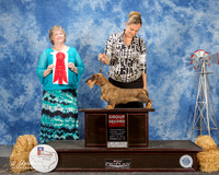 Dachshund Wirehaired #6 Sat G2 Williams Diana Rockwell and Kellie Agent Matias Mato Judge Karen Arends