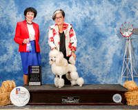 Poodle Miniature #14 Sat WB Krystal Shimmel K Bethany Shimmel Judge Barbara Demsey Alderman