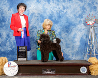 Poodle Miniature #5 Sat Maj BOW Hemphill cheryl Agent Betty Brown Judge Barbara Demsey Alderman