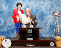 Poodle Toy #18 sat Maj BOS King Gordon and Alma King Judge Barbara Demsey Alderman