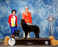 Belgian Sheepdog #6 Sat G3 Ryder Cynthia Tamara Holloway Patricia Snow Judge Barbara Dempsey Alderman