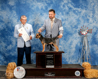 Border Terrier #5 Sat G4 Smaldino Judi Marie Agent Clint Livingston Judge Vincent Grosso