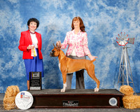 Boxer #8 Sat BOB Lowe Holly and Kayla Lowe Whitlow and Julie Higgins Judge Vincent Grosso