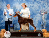 Dobmerman Pinscher #14 Sat G1 Zimmerman Hillary and Jacqueline and Alan Wendt Agent Linda George Judge Vincent Grosso