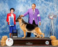 German Shepherd Dog #19 Sat G1 Reyna Oscar A Ornelas M Gomez C Arguimbau Acerm Agent Sergio Espejo Judge Barbara Dempsey Alderman