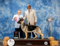 German Shepherd Dog #8 Sat BOS Atkinson Lana Judge Vincent Grosso