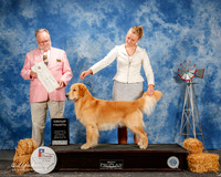 Golden Retriever #7 Sat G4 Curran Shari and Kevin Judge Clyde Shaw
