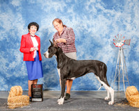 Great Dane #10 Sat BOS Collier Juhree C Judge Barbara Dempsey Alderman