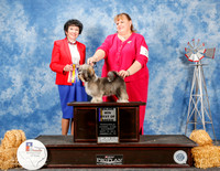 Havanese #20 Sat BOB Maj MArshall Tammy Judge Barbara Demsey Alderman