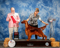 Irish Setter #8 Sat G2 Young Katherine G and Jj MD and Melissa Mato Agent Matias Mato Judge Clyde Shaw