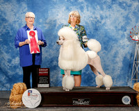 Poodle Standard #12 Sat G2 Hughes Linda and Wendy Penn Judge Kathleen Grosso