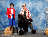 Poodle Standard #9 Sat BOW Sgarrella Majorie Agent Margie Sullivan Judge Barbara Demsey Alderman