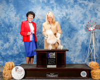 Poodle Toy #32 Sat Maj WB Jin Wagoner Judge Barbara Dempsey Alderman