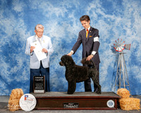 Portuguese Water Dog #8 Sat G4 Thomas Martha and Mary Oldham Agent Schuylar Moore Judge Vincent Grosso