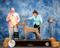 Weimaraner #6 Dat G3 Line Susan and Alisa Andras and Debra Johnson Judge Clyde Shaw