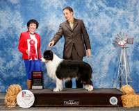 Border Collie #7 Sat G2 Nan Tang and Henry Su Agent Clint Livingston Judge Barbara Dempsey Alderman