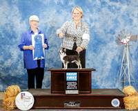 Chihuahua #5 Sat G1 Hughes Linda Agent Booke Young Judge Kathleen Grosso
