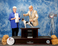 Toy Fox Terrier #5 Sat G4 Bellamy Eugene Agent Jon Rawleigh Judge Kathleen Grosso
