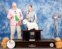 West Highland White Terrier #5 sat OH BIS Limon Linda and Louis and Marie Purchon Judge Vincent Grosso