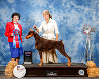 Doberman Pinscher #14 Sat RBIS Zimmerman Hilary and Jacqueline and Alan Wendt Agent Linda George Judge Barbara Dempsey Alserman