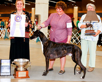 Greyhound #7 BOB