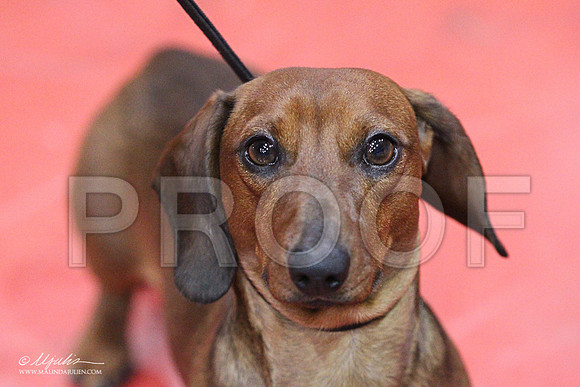 DachS-5687LR