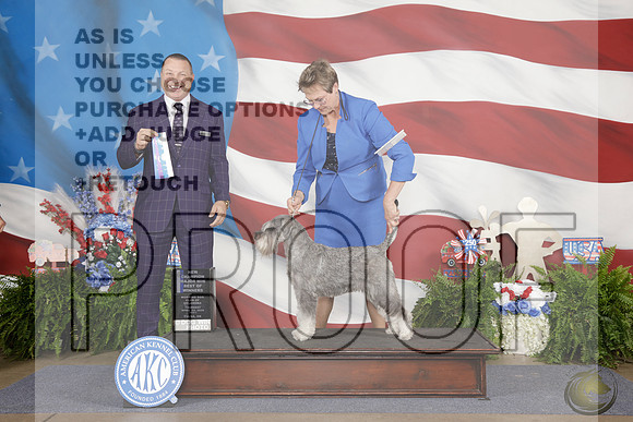 Standard Shnauzer #6 Thurs WB BOW M NCH Judge Rick BlanchardStandard Shnauzer #6 Thurs WB BOW M NCH Judge Rick Blanchard_WP_9297e-_Tulsa 2026-HR3