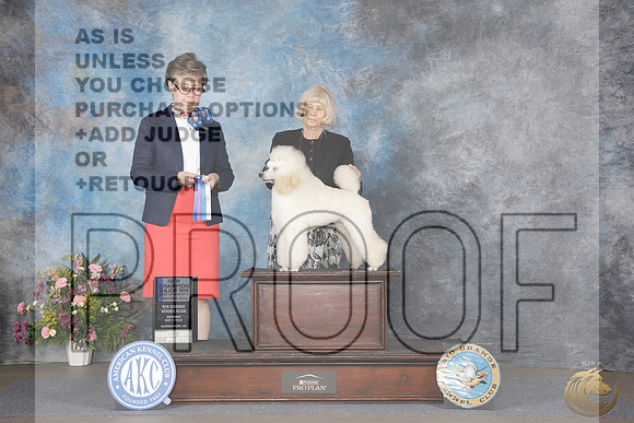 Poodle Miniature #9 Sat WD BOW M CH Judge Roz KramerPoodle Miniature #9 Sat WD BOW M CH Judge Roz Kramer_WP_5837e-_Abluqurque NM 2026-HR3