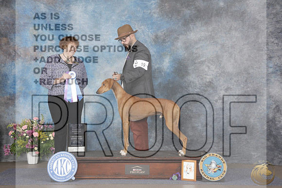 Saluki #19 Sat WD BOW Judge Vicki SandageSaluki #19 Sat WD BOW Judge Vicki Sandage_WP_5177e-_Abluqurque NM 2026-HR3