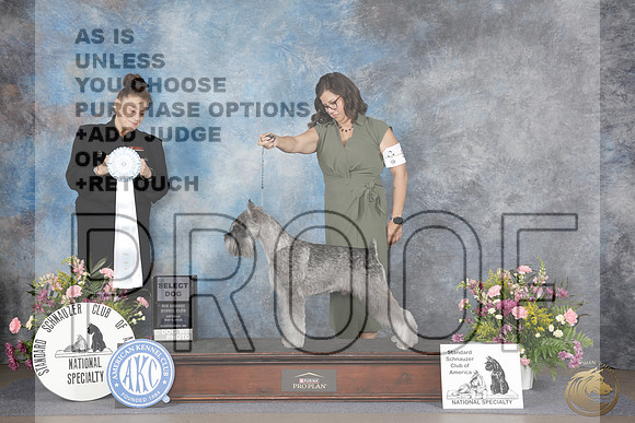 Standard Schnauzer #55 Sat SD Judge Joan LiebesStandard Schnauzer #55 Sat SD Judge Joan Liebes_WP_5213e-_Abluqurque NM 2026-HR3