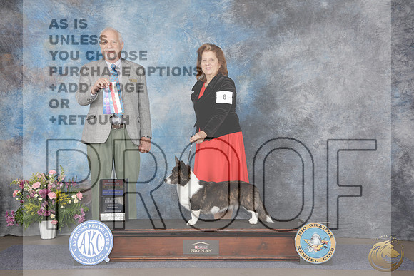Cardigan Welsh Corgi # Sat WB BOW BOS NCH Judge Eric LiebesCardigan Welsh Corgi # Sat WB BOW BOS NCH Judge Eric Liebes_WP_5053e-_Abluqurque NM 2026-HR3