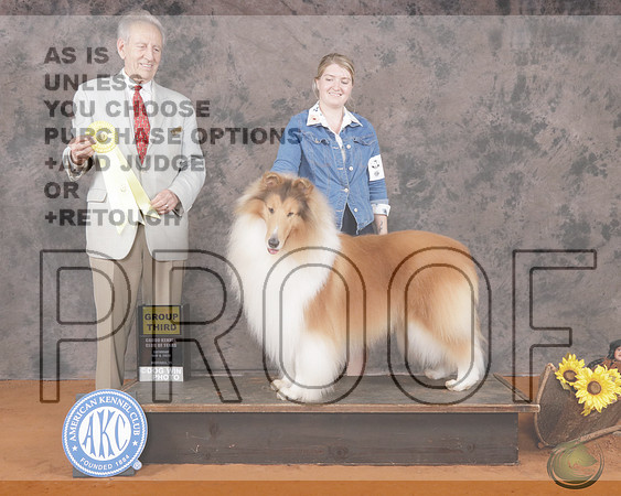 Rough Collie #5 Sat G3 Judge James MosesRough Collie #5 Sat G3 Judge James Moses_P2_9544e-_Marshall 2026-HR3