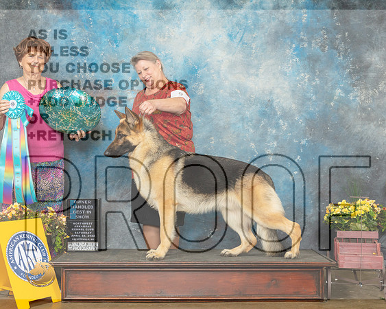 German Shepherd Dog #9 Sat OHBIS Judge Carol Jean Nelson-MMJ_0941-NWARK2022-HR3