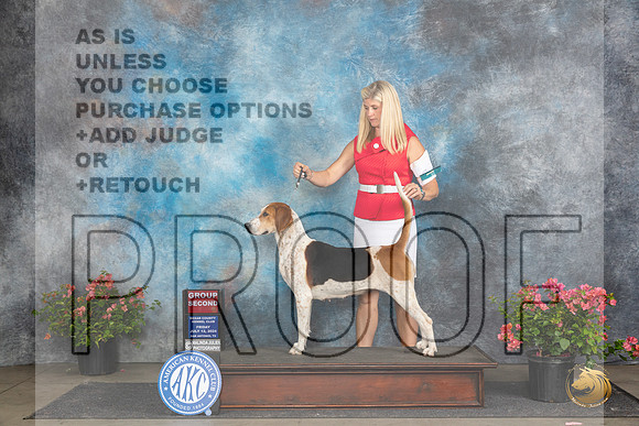 English Foxhound #6 Fri G2 Judge Polly (Mrs Robert) D Smith__JP_4353_San Antonio_2024_HR3