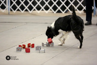 Border Collie Obedience Sun Ring Joanne Doucet HR Midland Feb 2014
