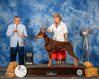 Doberman Pinscher #14 Sun BOB Zimmerman Hillary and Jaqueline and Alan Wendt Agent Linda George Judge Vincent Grosso
