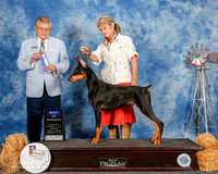 Doberman Pinscher #9 Sun BOW Frazee Richard and Debbie Judge Vincent Grosso