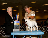 French Bulldog #20 Sat BOB Patti J Sears Judge Kathleen M Grosso